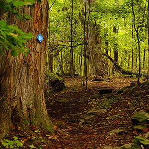 A trail winding through a forest.