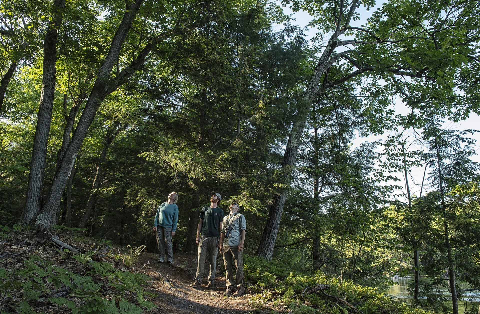 Hikers looking up into a forest.