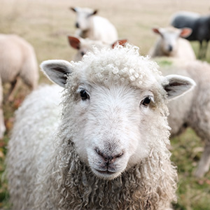 A sheep